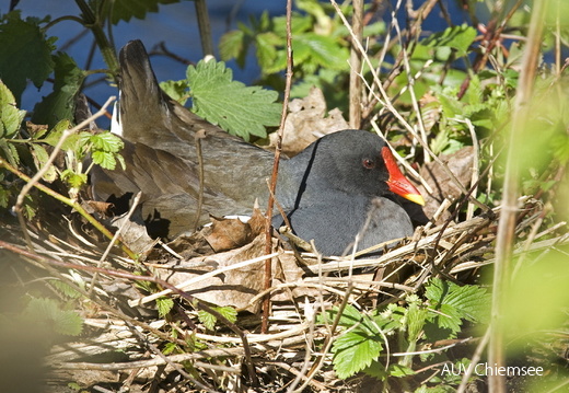 Teichhuhn