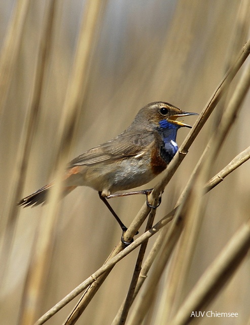 Blaukehlchen