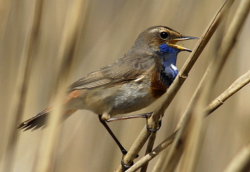 Blaukehlchen