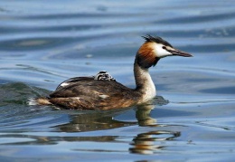 Eine artenreiche Vogelwelt - display this album Eine artenreiche Vogelwelt