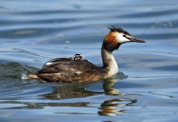 Eine artenreiche Vogelwelt