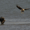 Seeadler