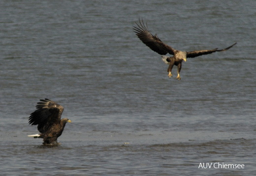 Seeadler