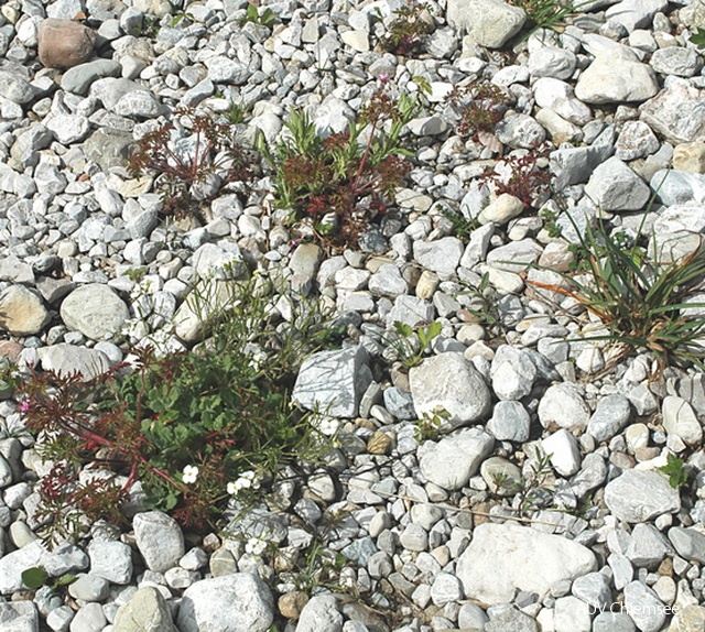 Auf den angeschwemmten Sand- und Kiesbänken siedelt sich bald eine bunte Gesellschaft von Pionierpflanzen an.<br />
Foto: Michael Lohmann Pionierpflanzen.jpg