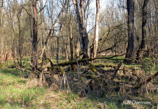 Auwald
