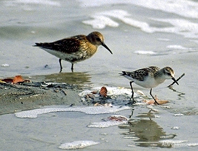 Für durchziehende Watvögel sind vegetationsfreie feuchte Flächen wie im Achendelta wichtige Rast- und Nahrungsplätze. Hier: Alpen- und Zwergstrandläufer.<br />
Foto: Michael Lohmann Limikolen.jpg