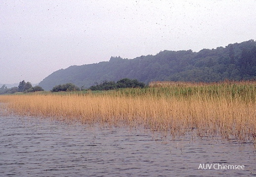 Schilfsterben