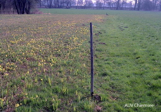 Blumen-Fettwiese