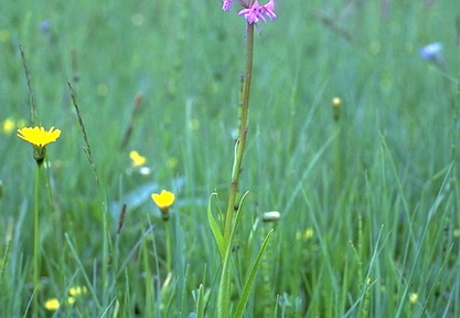 Mückenhändelwurz