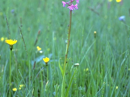 Mückenhändelwurz