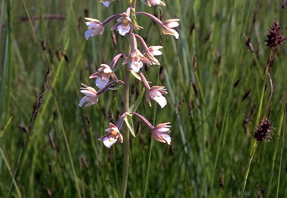 Sumpfstendelwurz