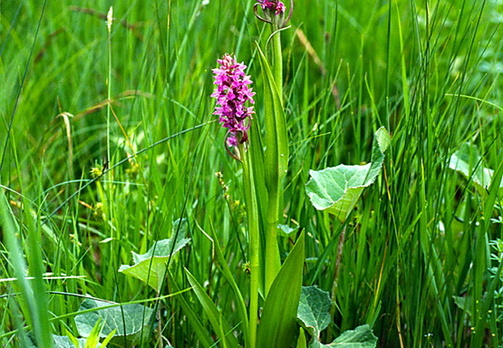 Fleischfarbenes Knabenkraut