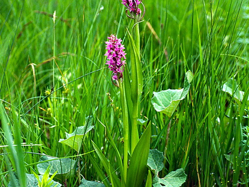 Fleischfarbenes Knabenkraut