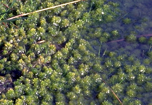Sphagnum cuspidatum