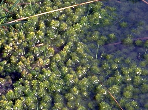 Sphagnum cuspidatum