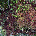 Sphagnum megellanicum