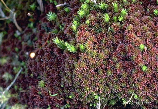 Sphagnum megellanicum