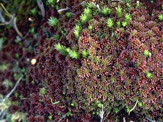 Sphagnum megellanicum