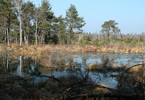 Moorseen