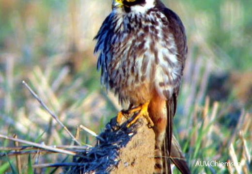 Baumfalke