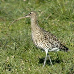 Brachvogel