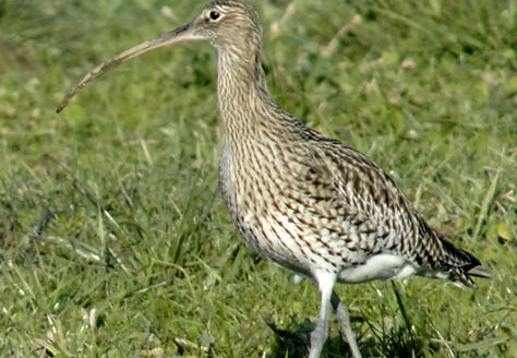Brachvogel