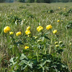 Trollblumen-Wiesen