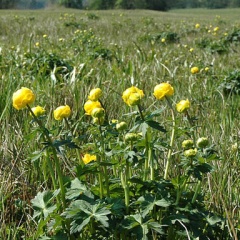 Trollblumen-Wiesen