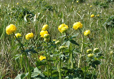 Trollblumen-Wiesen