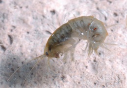 Gammarus Roeseli