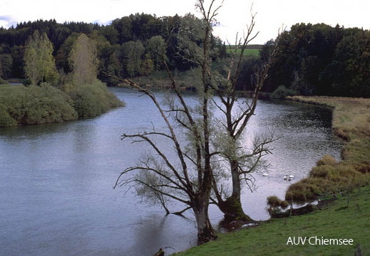 Die Alz bei Pullach