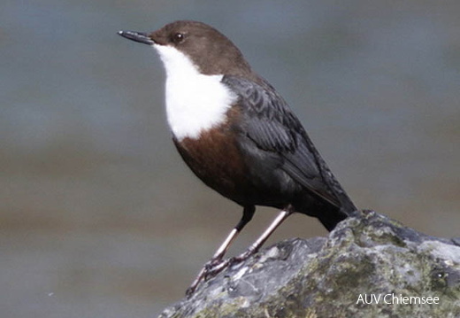 Wasseramsel