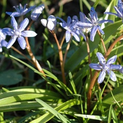 Blaustern &lt;i&gt;(Scilla)&lt;/i&gt;