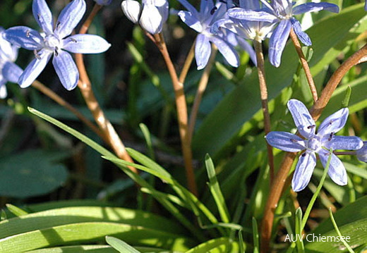 Blaustern &lt;i&gt;(Scilla)&lt;/i&gt;