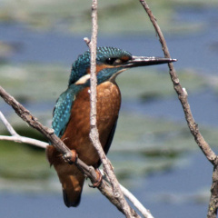 Eisvogel