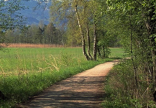 Birkenweg