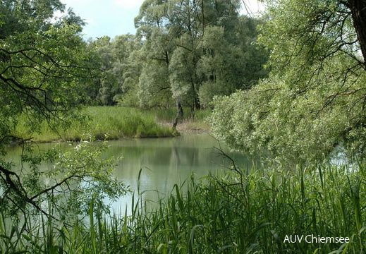 Altwasser im Achendelta