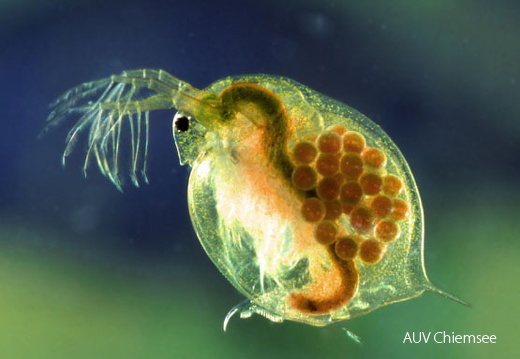 Wasserfloh
