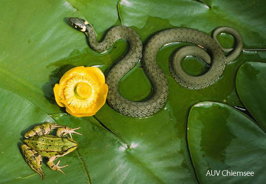 Teichfrosch &amp; Ringelnatter