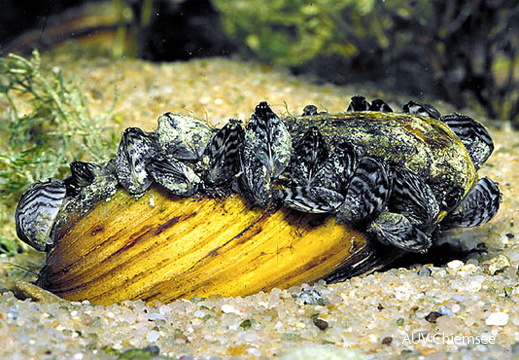 Dreikantmuscheln