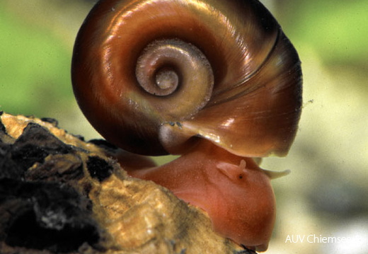 Posthornschnecke