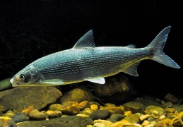 Die Fische des Chiemsees
