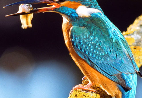 Eisvogel