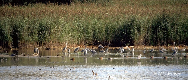 Vom Beobachtungsturm Lachsgang aus kann man je nach Jahreszeit eine oft erstaunliche Vogelvielfalt beobachten.<br />
Foto: Michael Lohmann Ufervoegel.jpg