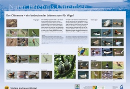 Vogeltafel Chiemsee