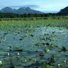 Schwimmblattbestände