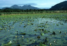 Schwimmblattbestände