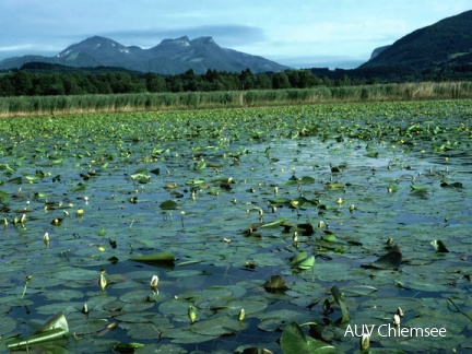 Schwimmblattbestände