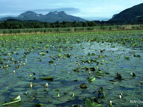 Schwimmblattbestände