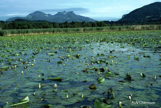 Schwimmblattbestände